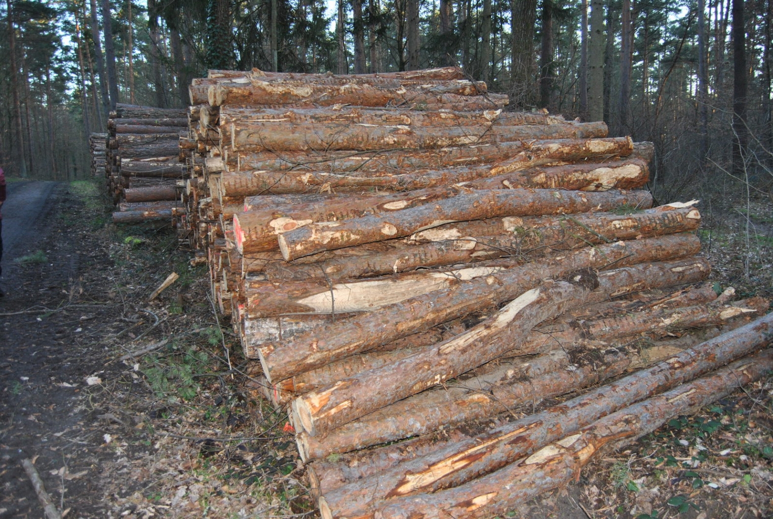 Schadholz.JPG