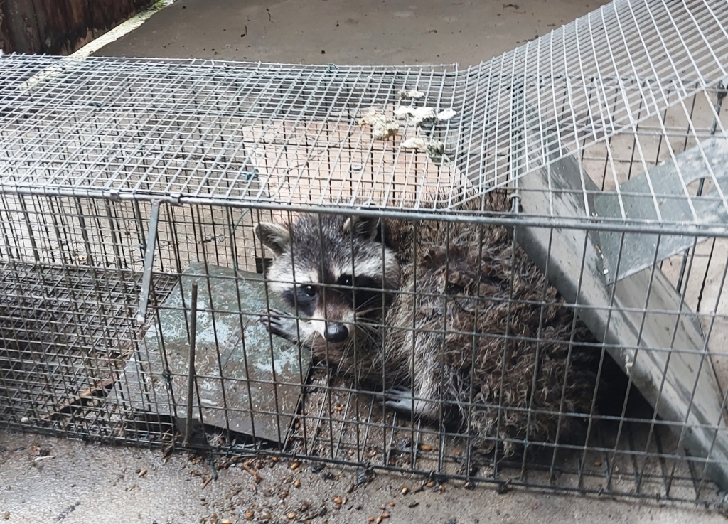 Ein Waschbär ist in einer Lebendfalle gefangen worden. Ein Waschbär ist in einer Lebendfalle gefangen worden.