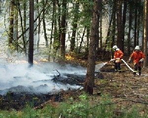 Waldbrand Oftersheim