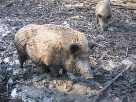 Wildschwein Wildschwein