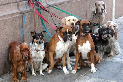 Hunde an der Leine Hunde an der Leine