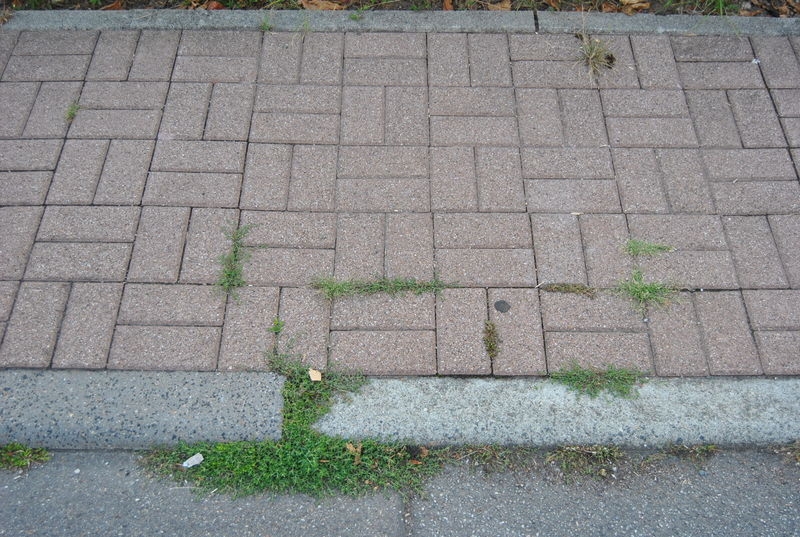 Unkraut auf Gehweg Unkraut auf Gehweg