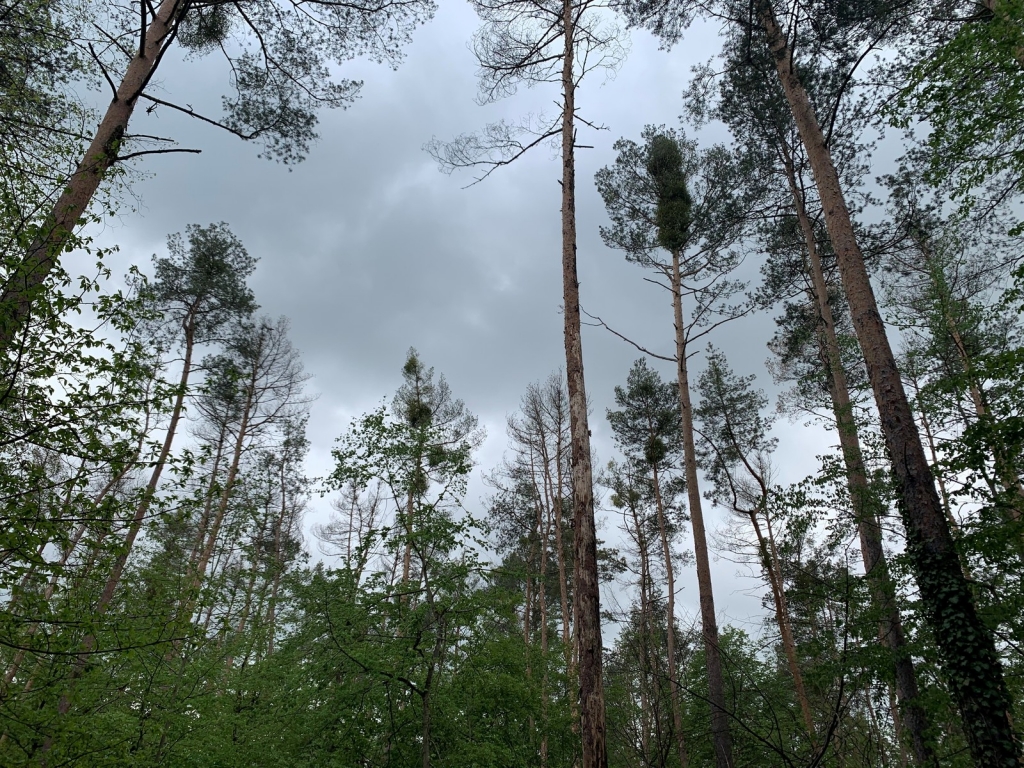 Bäume im Wald (Symbolbild) Bäume im Wald (Symbolbild)