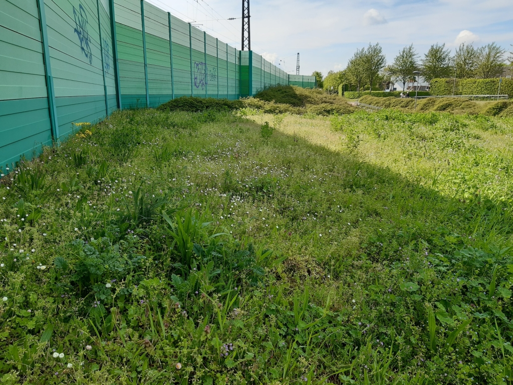 Wildkräuter entlang der Bahntrasse in Nord-West Wildkräuter entlang der Bahntrasse in Nord-West