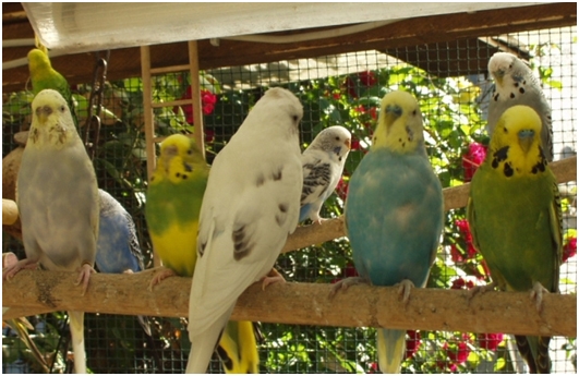 Vogelfreunde Vogelfreunde
