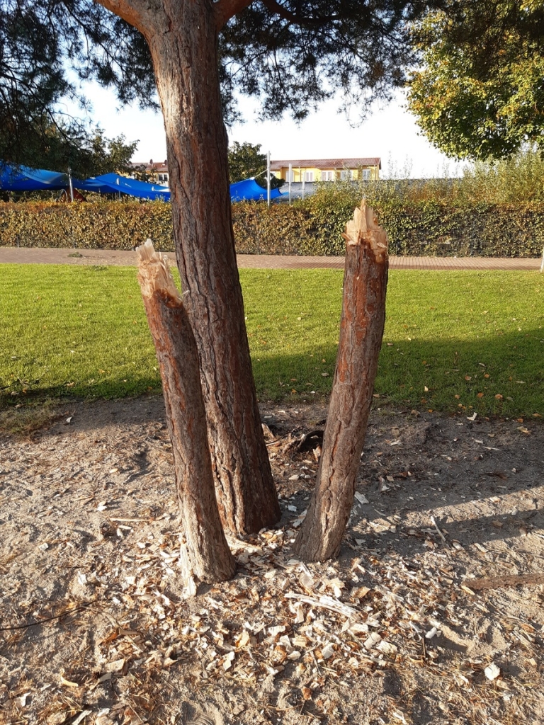 Baumstümpfe