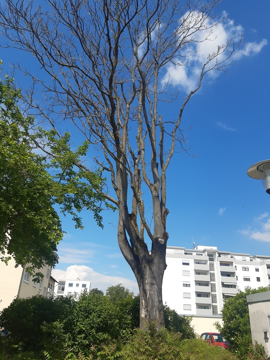 Ein Baum in der Nähe der Karl Frei Halle ist krank und muss gefällt werden. Ein Baum in der Nähe der Karl Frei Halle ist krank und muss gefällt werden.
