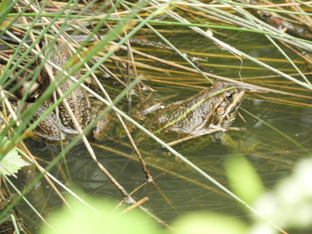 Ein Wasserfrosch. Bild: LEV RN Ein Wasserfrosch. Bild: LEV RN