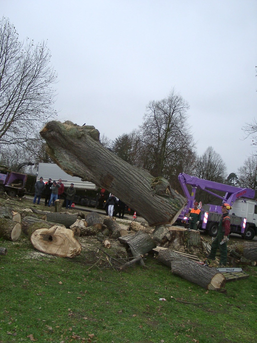 Friedenslinde.jpg Friedenslinde.jpg
