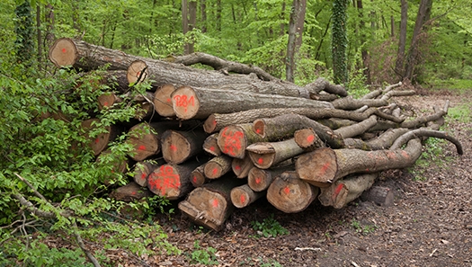 Gemischtes Brennholzpolter aus verschiedenen Laubbaumarten. Dieses Holz kann am Waldweg von Brennholzkunden aufgearbeitet werden. Foto: RNK Gemischtes Brennholzpolter aus verschiedenen Laubbaumarten. Dieses Holz kann am Waldweg von Brennholzkunden aufgearbeitet werden. Foto: RNK