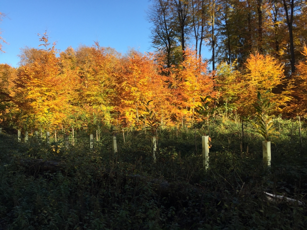 Schönes Licht- und Schattenspiel: Kreisforstamt pflanzt im Frühwinter 2020 auf verschieden Waldflächen im Kreis 39.000 Bäumchen von 17 verschiedenen Baumarten. (Foto Landratsamt Rhein-Neckar-Kreis) Schönes Licht- und Schattenspiel: Kreisforstamt pflanzt im Frühwinter 2020 auf verschieden Waldflächen im Kreis 39.000 Bäumchen von 17 verschiedenen Baumarten. (Foto Landratsamt Rhein-Neckar-Kreis)