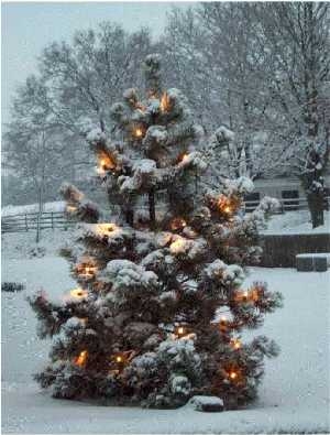 WEihnachtsbaum WEihnachtsbaum