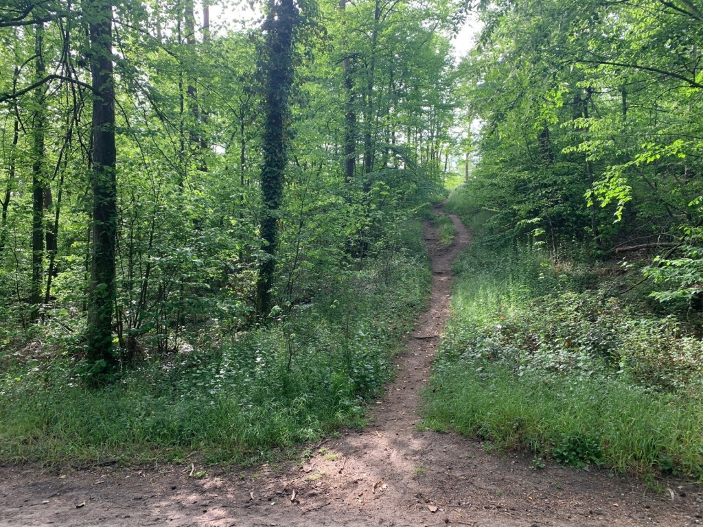 Düne im Oftersheimer Wald Düne im Oftersheimer Wald