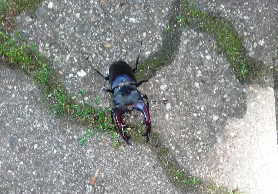 Hirschkäfer Hirschkäfer