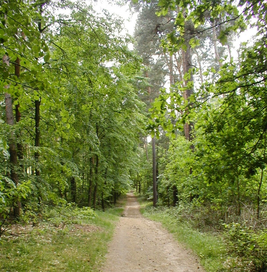 Wald Wald