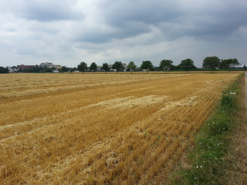 Feld Feld