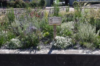 Eine Blütenpracht und Bienenweide ist auf dem ehemaligen Brunnen im Schulhof der Theodor-Heuss-Schule entstanden. Eine Blütenpracht und Bienenweide ist auf dem ehemaligen Brunnen im Schulhof der Theodor-Heuss-Schule entstanden.