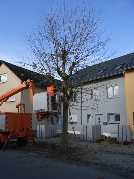Baumfällung Baumfällung