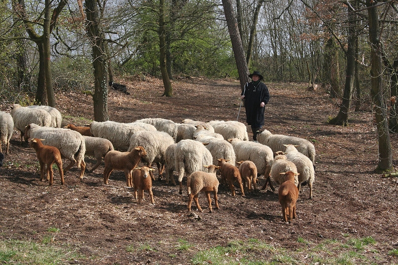 Schafherde2 Schafherde2