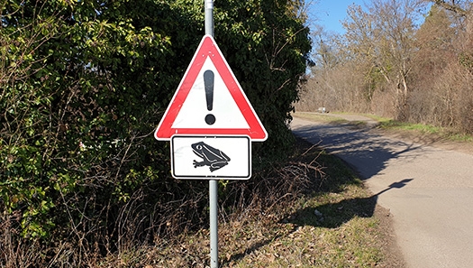 Krötenwanderung Krötenwanderung