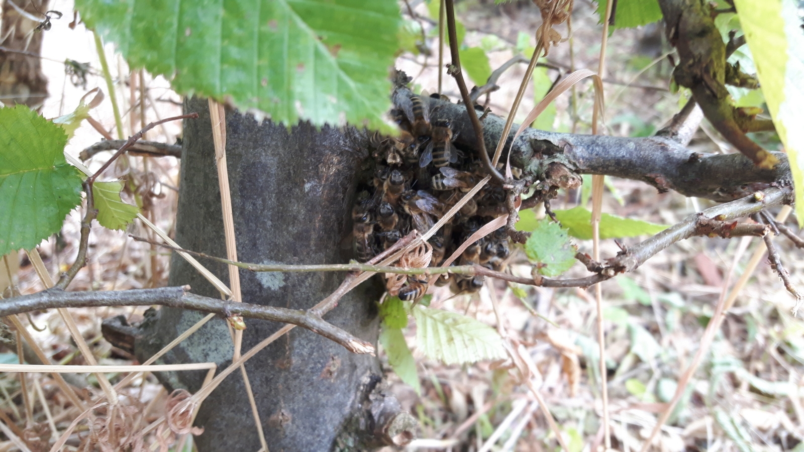 Der kleine Rest des Bienenschwarms