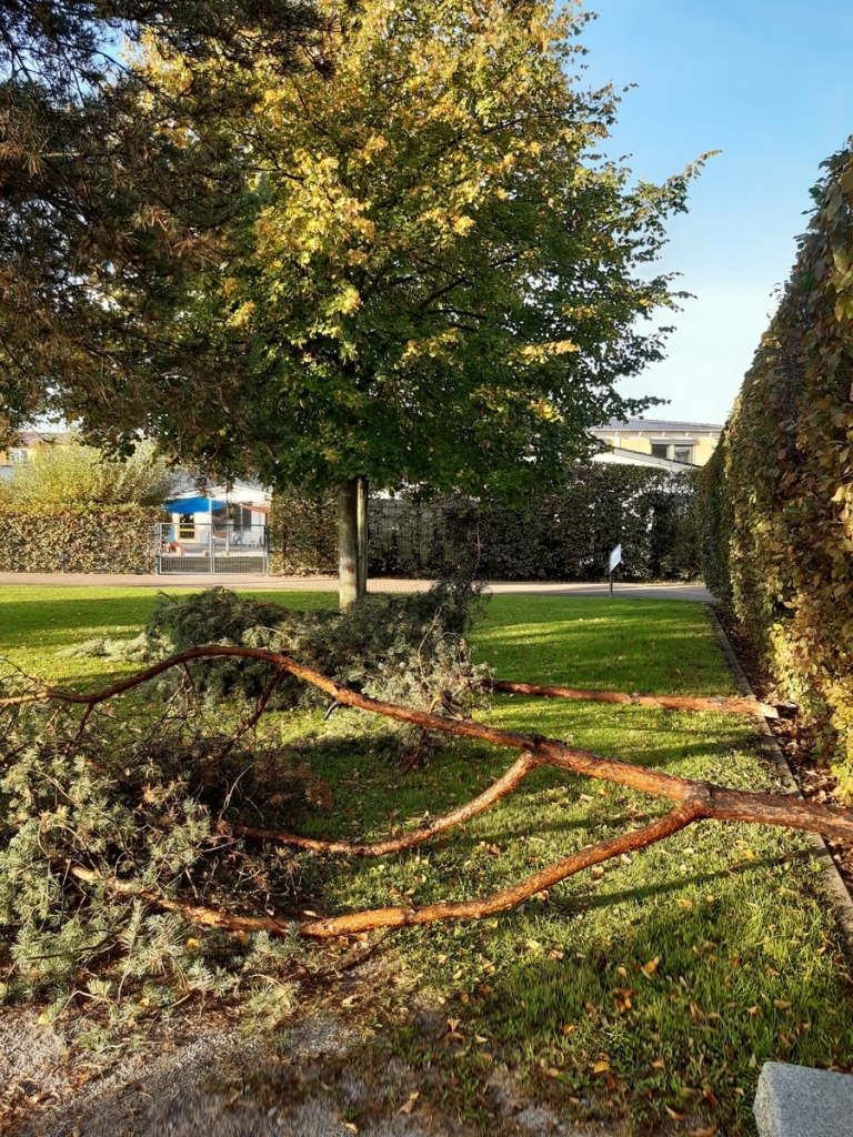Die gefällten Bäume wurden liegengelassen.
