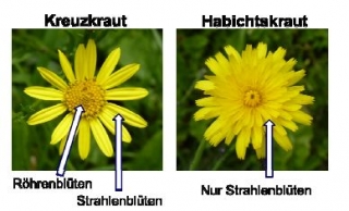Kreuzkraut im Vergleich (Foto Grant, Landwirtschaftliches Zentrum Baden-Württemberg) Kreuzkraut im Vergleich (Foto Grant, Landwirtschaftliches Zentrum Baden-Württemberg)