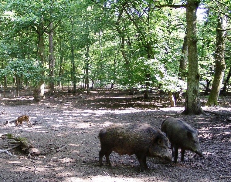 Wildschweingehege Wildschweingehege
