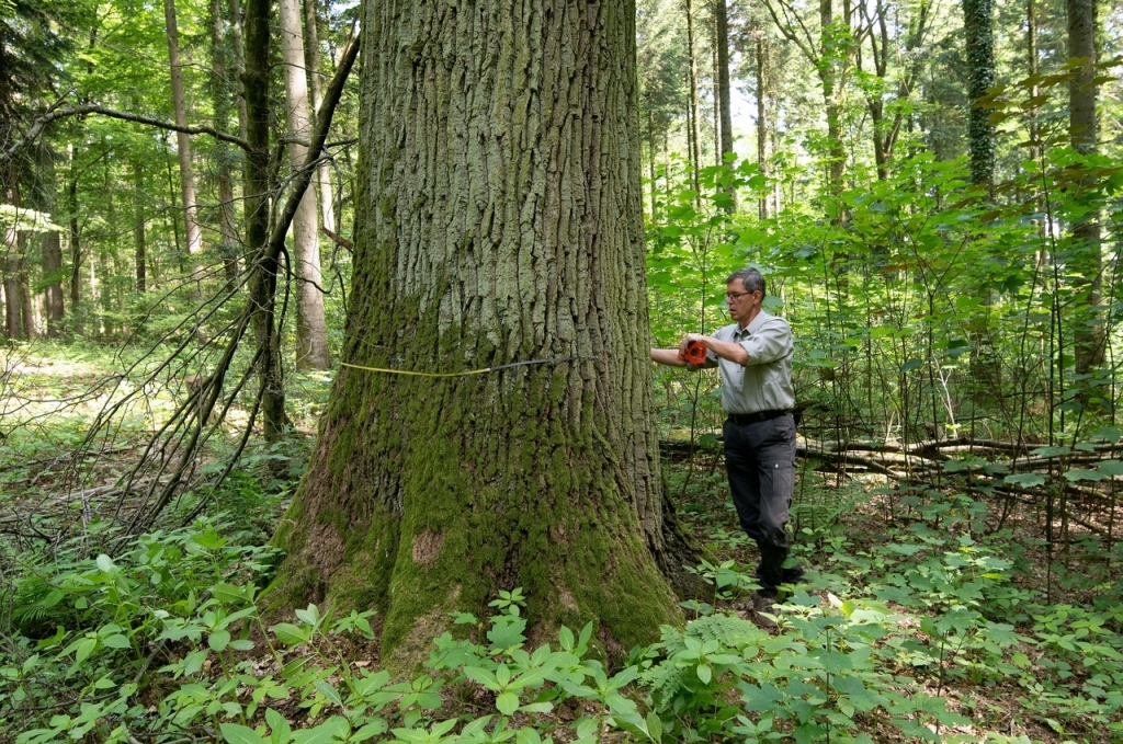 Wolfslocheiche 01.jpg Wolfslocheiche 01.jpg