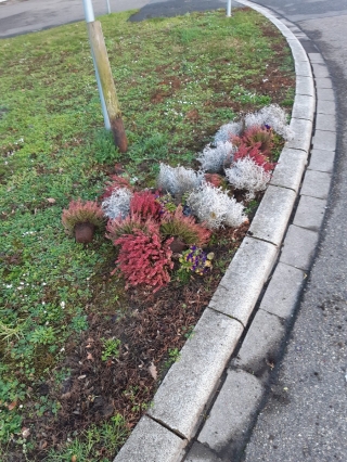 Herausgerissene Blumen in der Hardtwaldsiedlung. Herausgerissene Blumen in der Hardtwaldsiedlung.