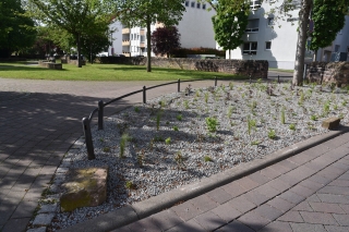 Neue Staudenbeete in der Eichendorffstraße Neue Staudenbeete in der Eichendorffstraße