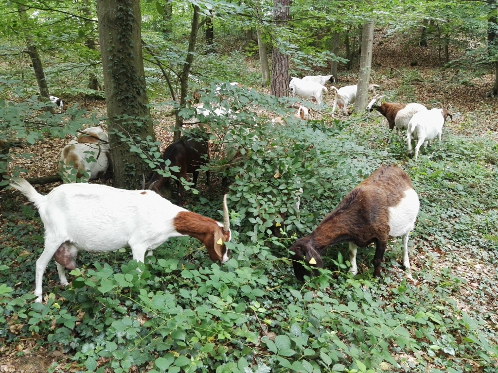 Ziegen weiden auf den Oftersheimer Dünen. Ziegen weiden auf den Oftersheimer Dünen.
