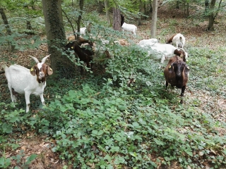 Ziegen auf den Oftersheimer Dünen. Ziegen auf den Oftersheimer Dünen.