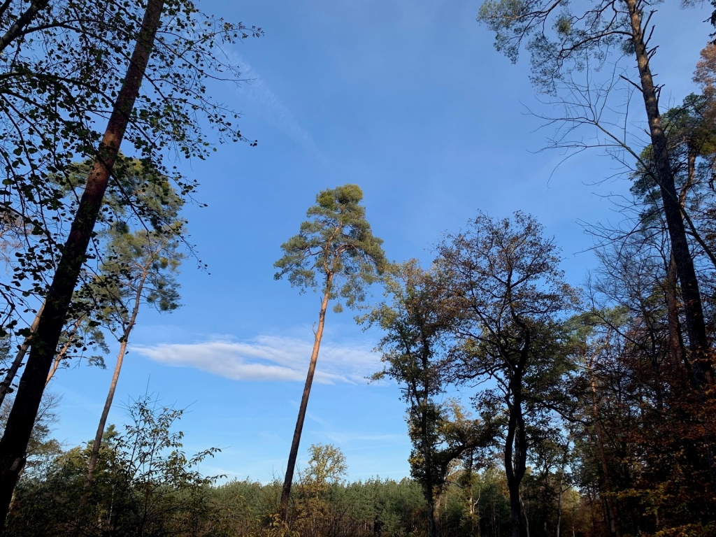 Oftersheimer Wald, Bild Gemeinde Oftersheimer Wald, Bild Gemeinde