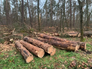Gefällte Bäume im Oftersheimer Wald. Viele Bäume gehen kaputt wegen sommerlicher Hitze, Trockenheit sowie Engerlingfraß und Borkenkäfern. Gefällte Bäume im Oftersheimer Wald. Viele Bäume gehen kaputt wegen sommerlicher Hitze, Trockenheit sowie Engerlingfraß und Borkenkäfern.