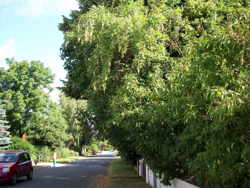 Hecke Hecke