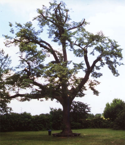 Friedenslinde