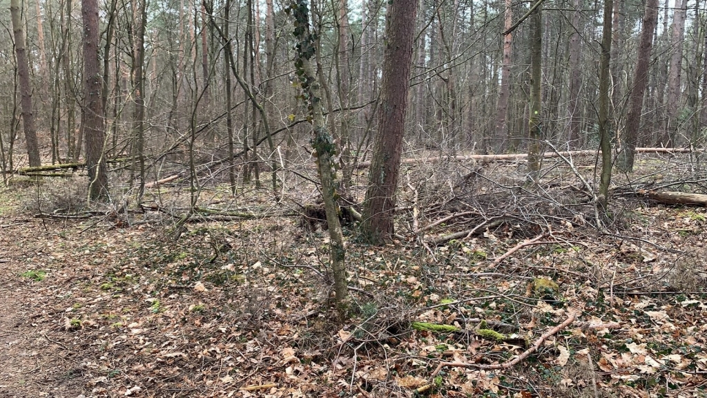 Wald Winter 2019 2020.jpg Wald Winter 2019 2020.jpg
