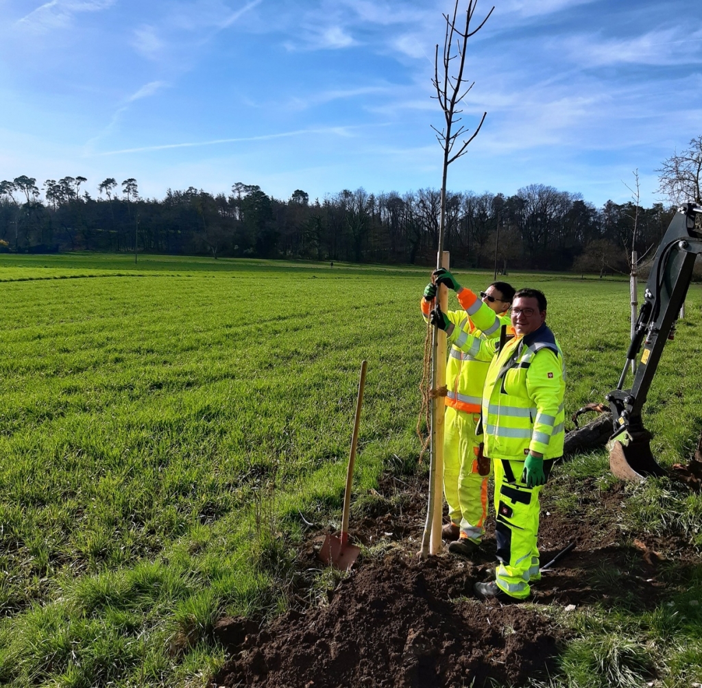 Zwei Bauhofmitarbeiter pflanzen einen Baum in Feldrandlage nach. Durch die Dürre im vergangenen Jahren waren Bäume abgestorben. Zwei Bauhofmitarbeiter pflanzen einen Baum in Feldrandlage nach. Durch die Dürre im vergangenen Jahren waren Bäume abgestorben.