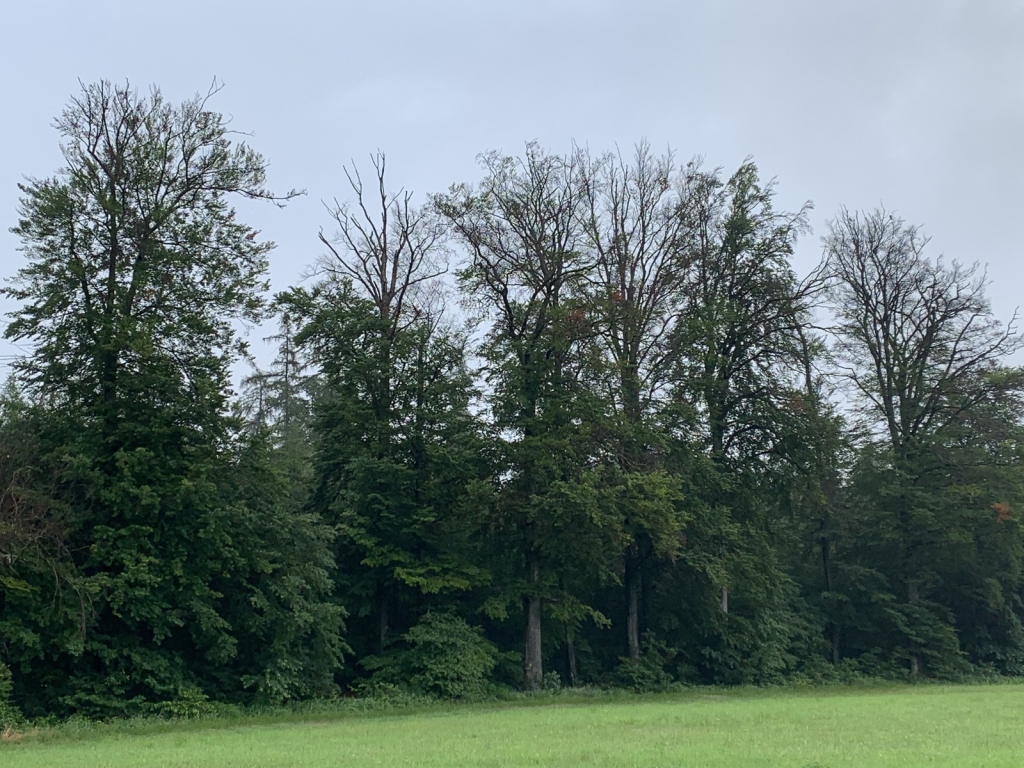 Die geschädigten Baumkronen sind sehr gut zu erkennen - unter solchen Bäumen sollte man sich nie länger aufhalten. (Foto Landratsamt Rhein-Neckar-Kreis) Die geschädigten Baumkronen sind sehr gut zu erkennen - unter solchen Bäumen sollte man sich nie länger aufhalten. (Foto Landratsamt Rhein-Neckar-Kreis)