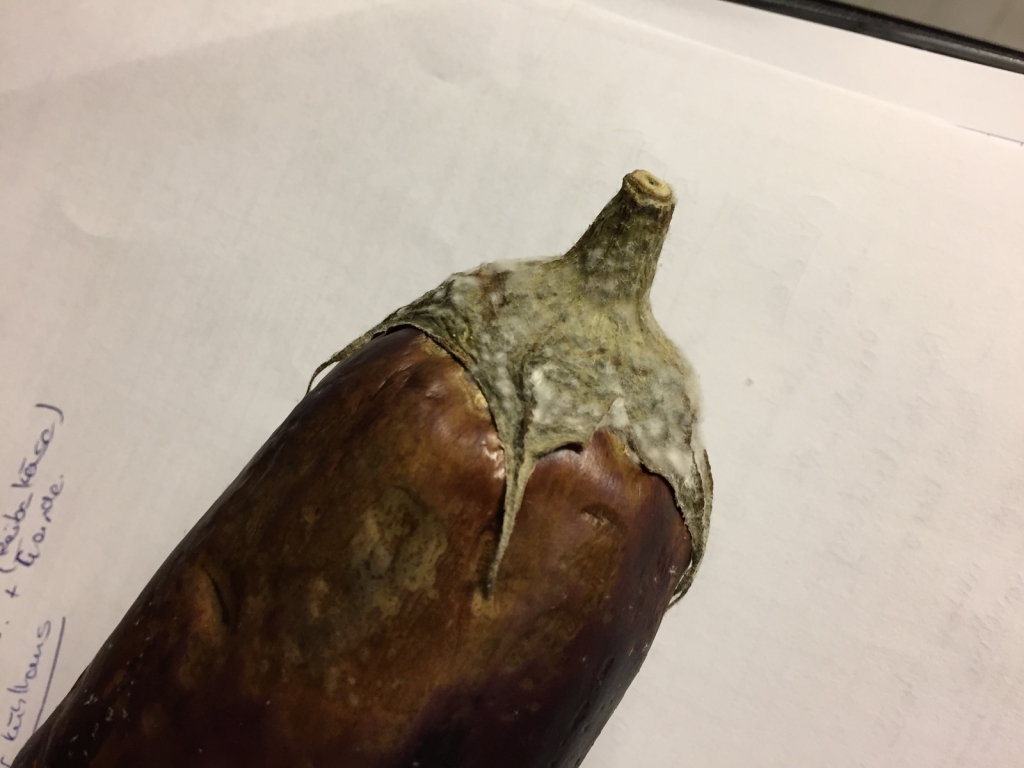 verschimmelte Aubergine.JPG verschimmelte Aubergine.JPG