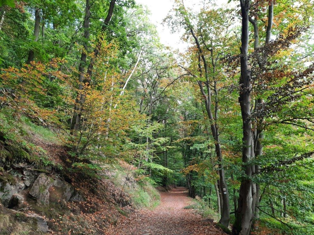 Waldweg. Bild: Landratsamt Rhein-Neckar-Kreis Waldweg. Bild: Landratsamt Rhein-Neckar-Kreis