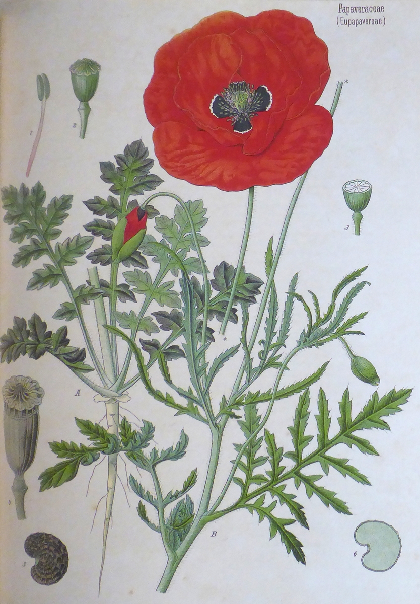 Zeichnung einer Mohnblume - Ausstellung im Kreisarchiv von Ladenburg Zeichnung einer Mohnblume - Ausstellung im Kreisarchiv von Ladenburg