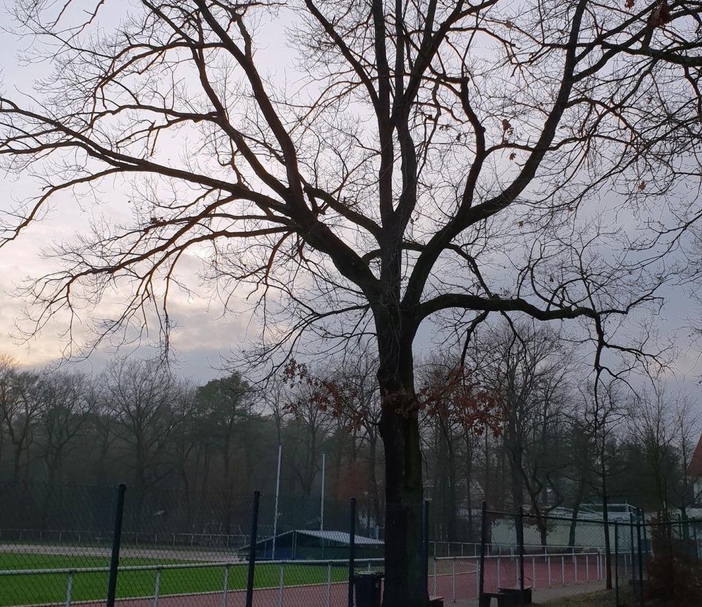 Eiche TSV Sportplatz neu.jpg Eiche TSV Sportplatz neu.jpg
