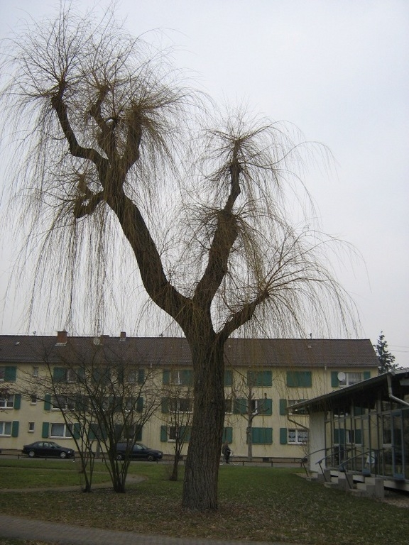 Weide I Weide I