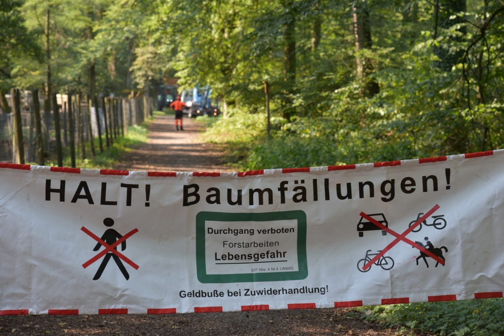 Baumfällungen Wildgehege.JPG Baumfällungen Wildgehege.JPG