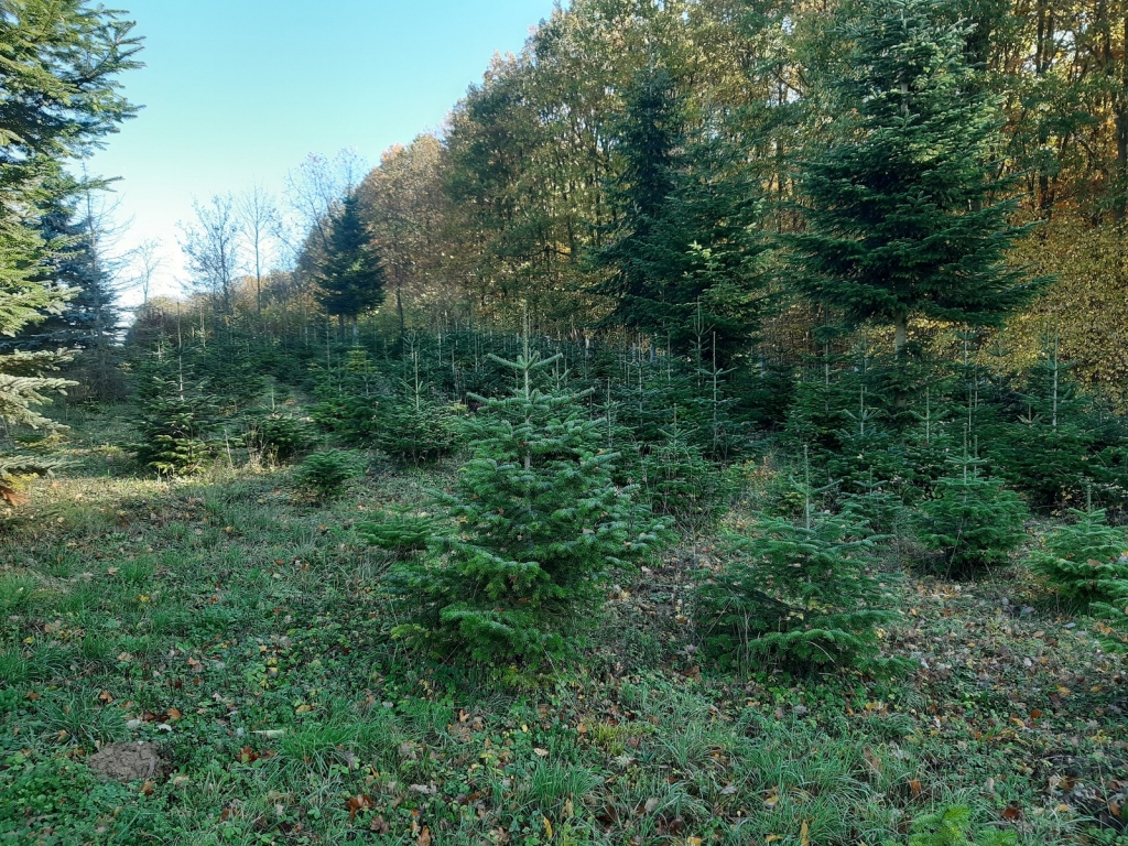 Weihnachtsbäume aus regionalen Odenwälder Kulturen (Foto Landratsamt Rhein-Neckar-Kreis) Weihnachtsbäume aus regionalen Odenwälder Kulturen (Foto Landratsamt Rhein-Neckar-Kreis)