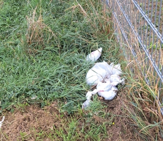 Hundekotbeutel gehören gefüllt in die Mülltonne oder in die Hunde-WCs, die in Oftersheim aufgestellt sind. Hier gibt es auch kostenlose Tüten. In der Natur haben die Plastikbeutel nichts verloren. Hundekotbeutel gehören gefüllt in die Mülltonne oder in die Hunde-WCs, die in Oftersheim aufgestellt sind. Hier gibt es auch kostenlose Tüten. In der Natur haben die Plastikbeutel nichts verloren.