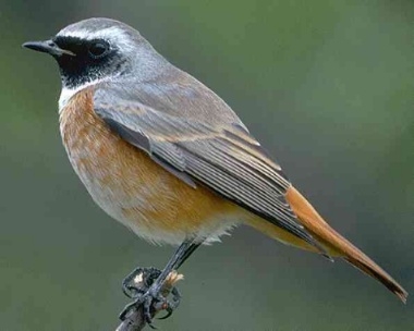 Vogel des Jahres Vogel des Jahres