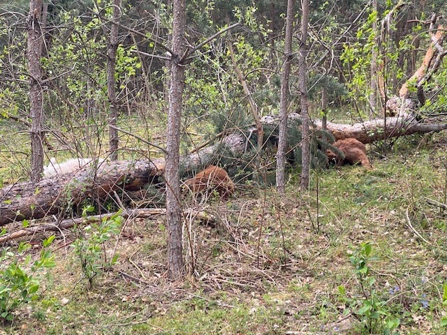 Ziegen von Baum erschlagen Ziegen von Baum erschlagen